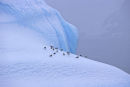 Gulls and Ice II