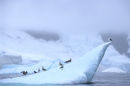 Gulls and Ice