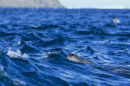Patrolling Leopard Seal
