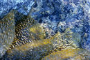 Seaweed and Granite