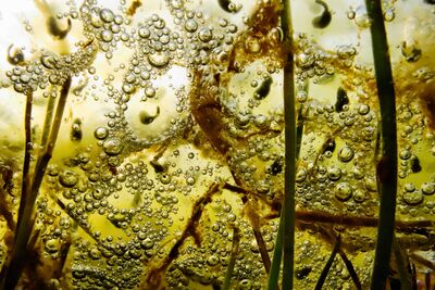 Oregon Spotted Frogs