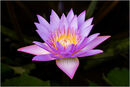 National Flower of Sri Lanka