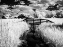 Wicken Fen In The IR World