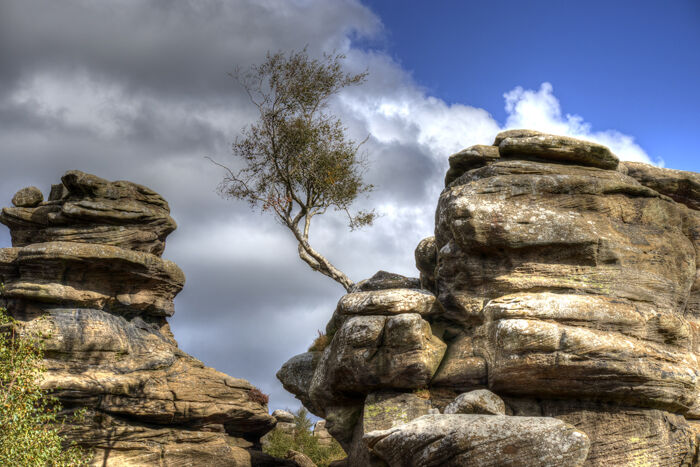 Tree in the Rocks