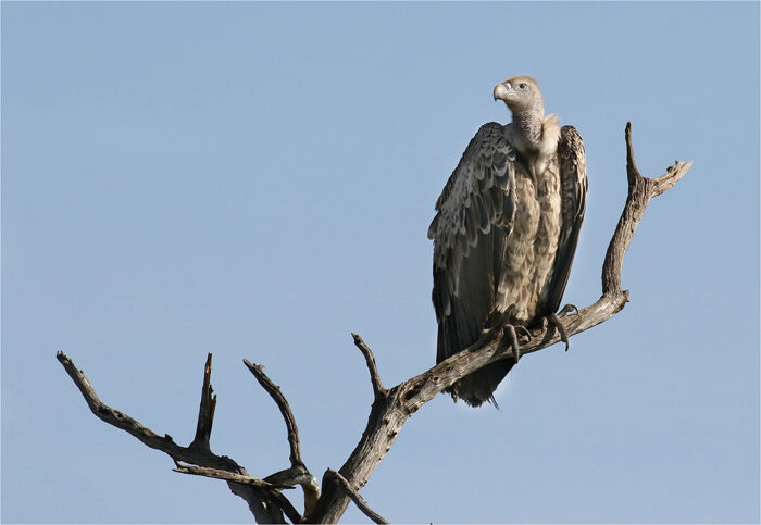 Ru¨ppell's Griffon Vulture