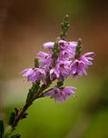 Heather