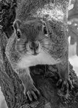 The Grey Squirrel