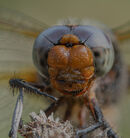 Broad-Bodied Chasher Dragonfly