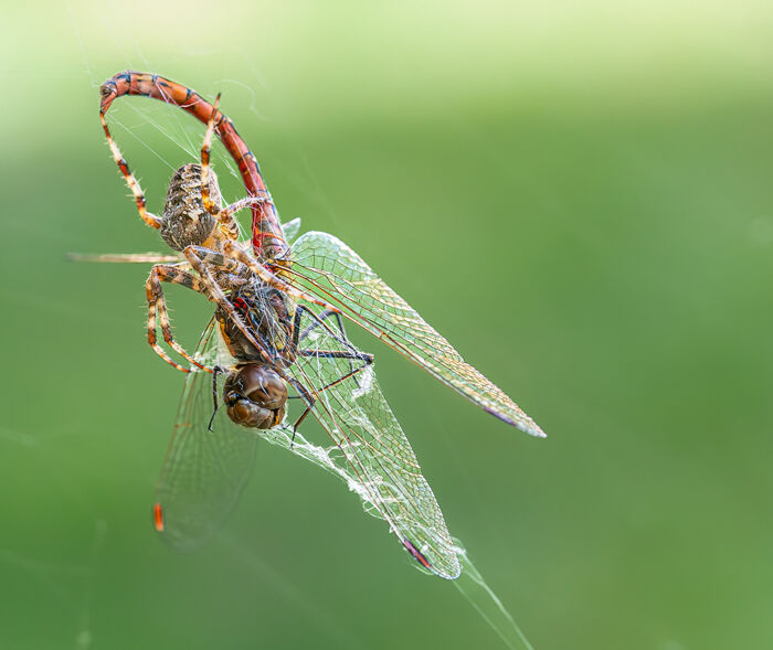 Cross Orbweaver Spider with Prey