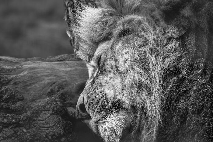 The Lion Sleeps Tonight