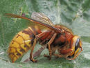 Asian Hornet