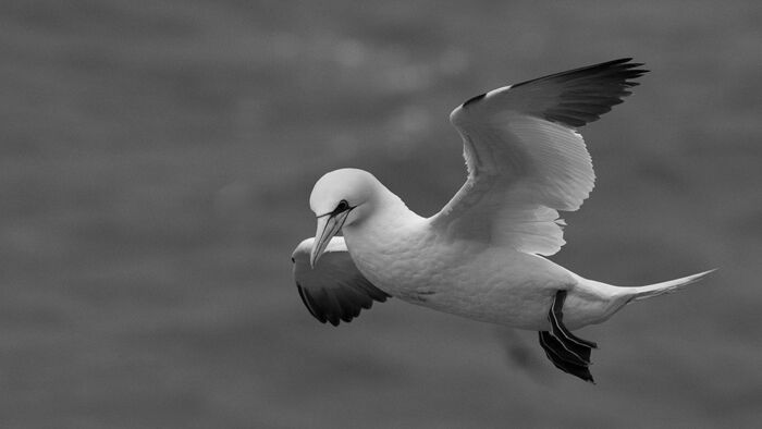 Flying Against The Wind