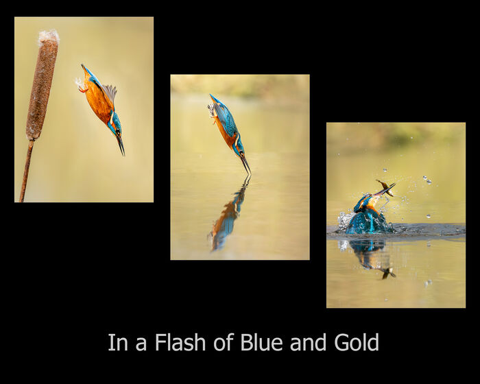 In a Flash of Blue and Gold