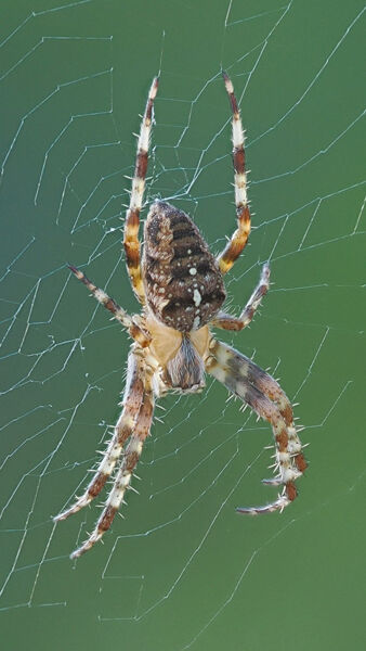 Garden Spider