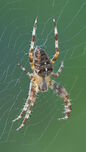 Garden Spider