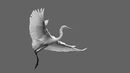 Great White Egret