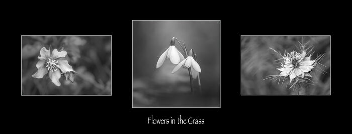 Flowers In the Grass