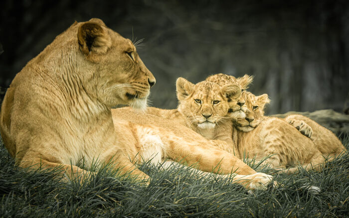 Family Pride