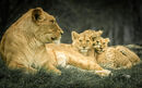 Family Pride