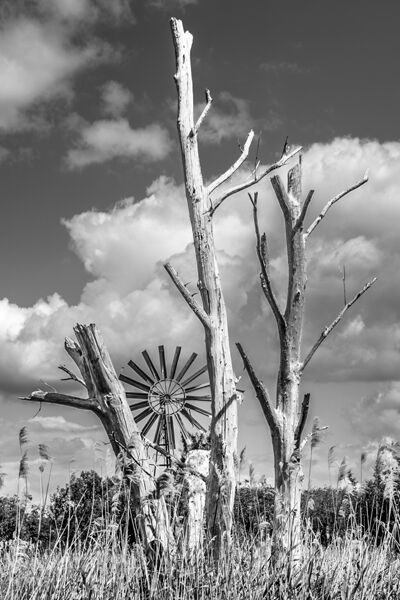Wicken Fen