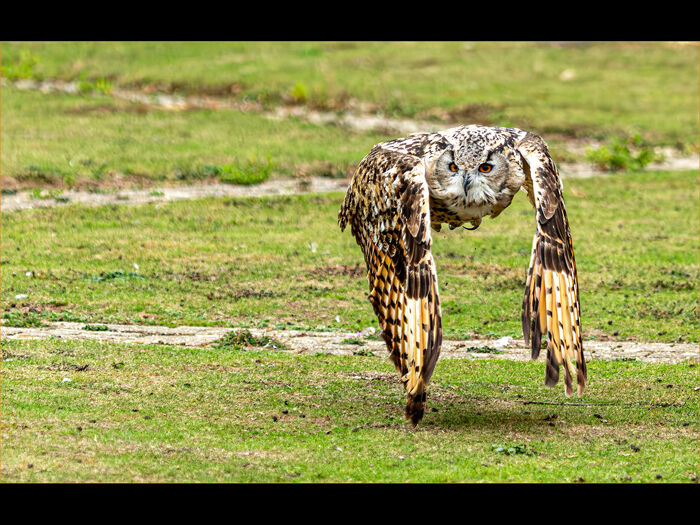 European Eagle Owl