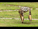 European Eagle Owl