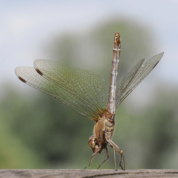 Common Darter Cooling Off