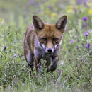 Fox Approaching