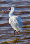 Eurasian Spoonbill
