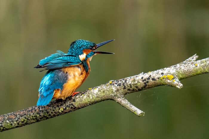 Kingfisher