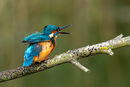 Kingfisher