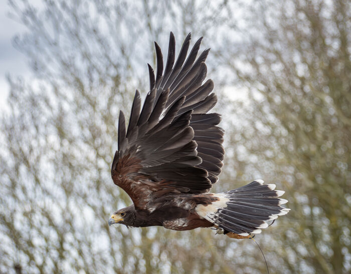 Harris Hawk In Flight