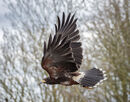 Harris Hawk In Flight