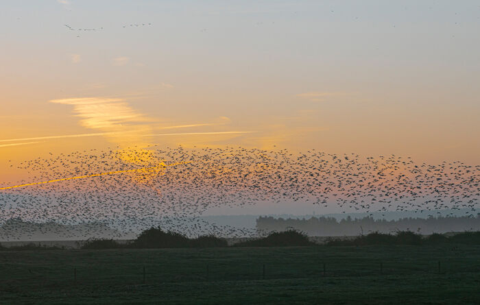 Murmuration at Sunrise