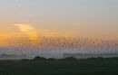 Murmuration at Sunrise