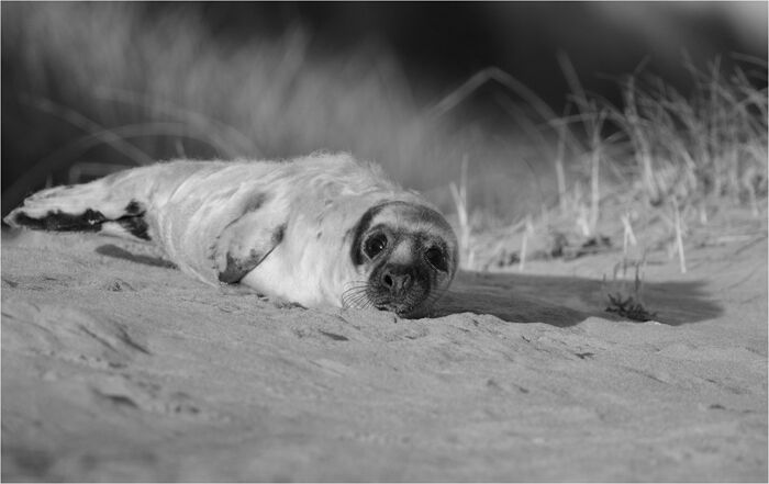Early Morning Seal Pup