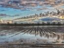 Agriculture - Not Today