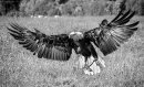 Bald Eagle Alights