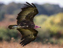 Hooded Vulture