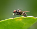 Bubble Blowing Flesh Fly