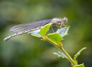 Damsel Fly