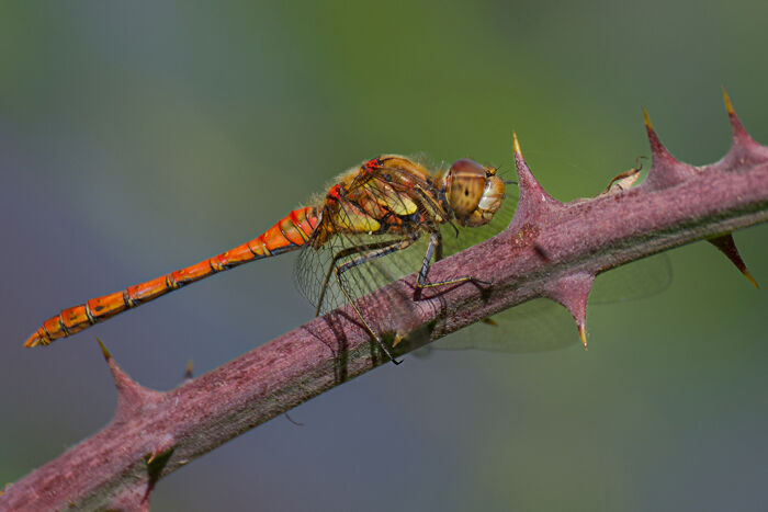 Common Darter