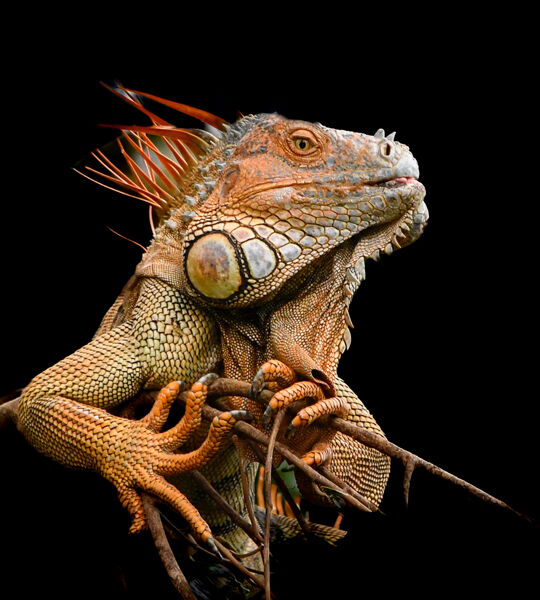 Green Iguana