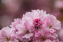 Blossom Bud