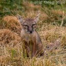 Corsac Fox