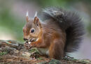 Red Squirrel