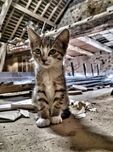 Feral Kitten