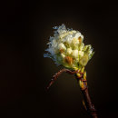 New Life Frozen