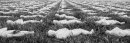 Shrouds of the Somme