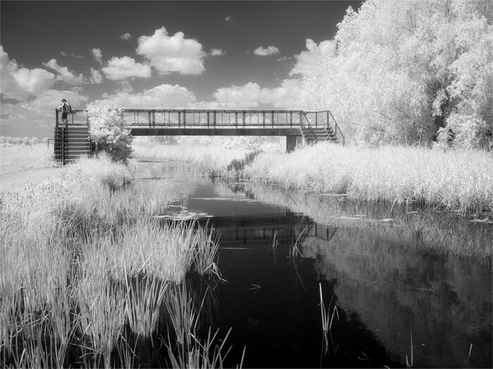 Wicken Fen View Point